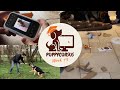 Online puppycursus week 13 - Hond slopen afleren