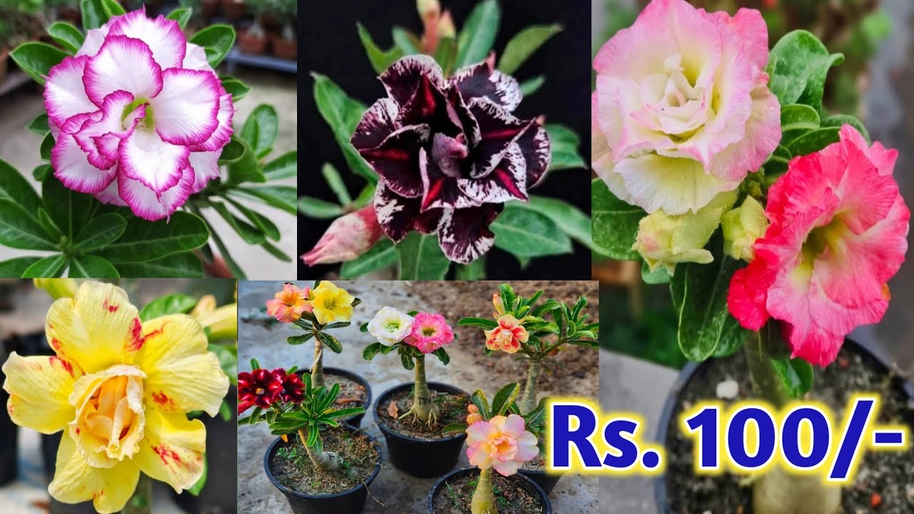 Grafted Adenium Plants | Online Sale | Adenium Combo | Low Price Desert Rose