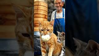 🐱 Stray Cat Stories Real City Journey 🌆✨ EP 8