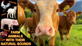 FARM ANIMAL SOUNDS for small kids: cows, sheep, goats, ducks, chickens, rooster, piglets, pigeons
