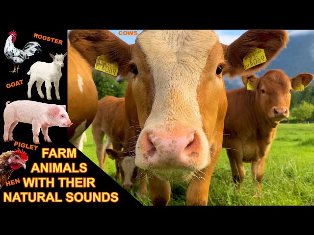 FARM ANIMAL SOUNDS for small kids: cows, sheep, goats, ducks, chickens, rooster, piglets, pigeons class=