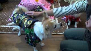 20120102 ４ポメ３チワのお正月