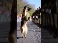 Military Dog Marches and Salutes Like a Pro! 🐾🎖️ #k9 #germanshepherd #armydog #militarydog