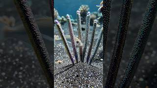 The Ocean’s Most Beautiful Trap: The Iridescent Bobbit Worm