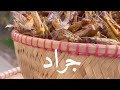 طريقة طبخ الجراد👍🏼اتمنى الاشتراك بالقناة وتفعيل الجرس🛎️#اكسبلور #ترندات #ترند_المشاهير #جراد