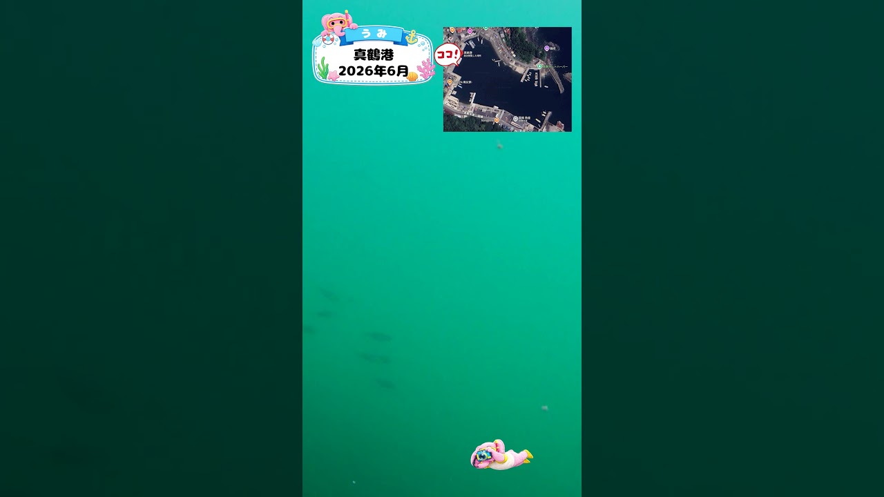 知育動画で楽しく学ぶ【水中映像】今日は魚いるかな？🐟 真鶴港の海の中🌊2026年5月