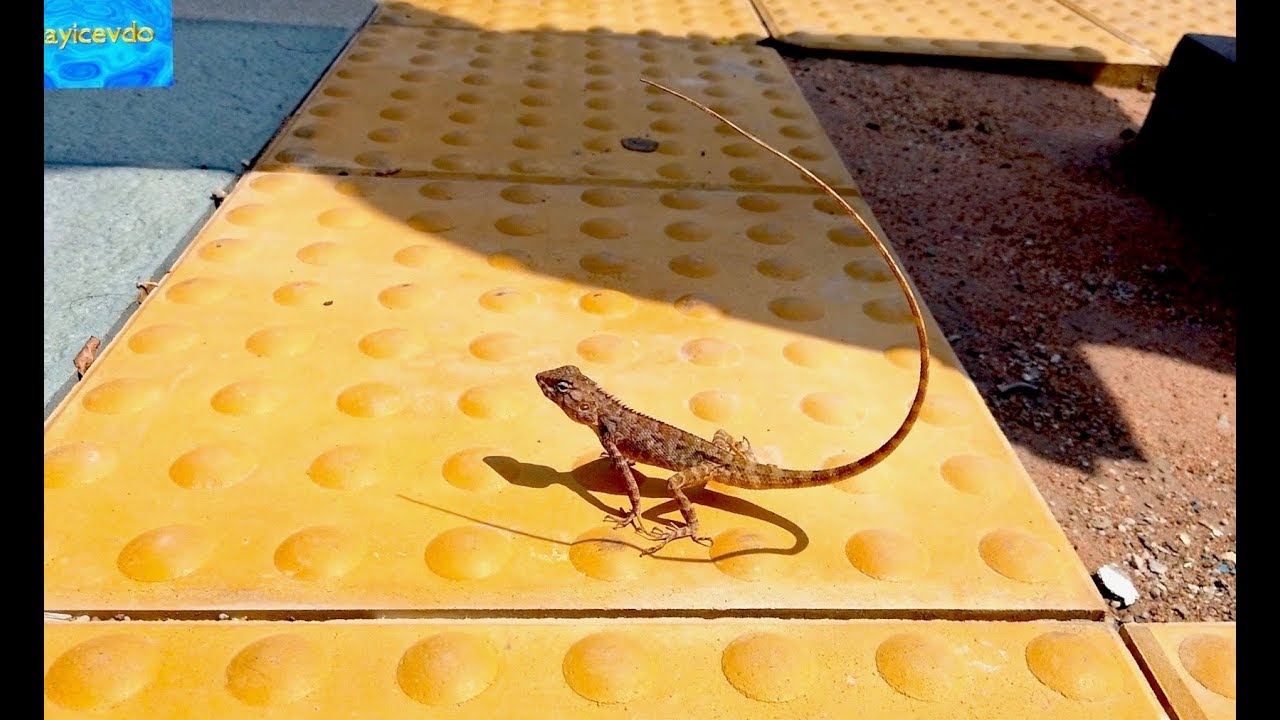 Street Lizard in Pattaya Thailand - YouTube