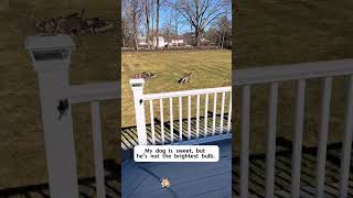 Stupid puppy.#dog #dogs #dogsoftikto #tiktok #doglover #fypシ... #Shorts #yedda.catharine