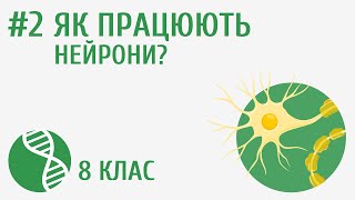 картинка: Як працюють нейрони? #2