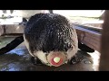 掛川花鳥園　ケープペンギンが産卵！