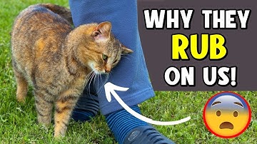 The Secret Behind Why Cats Rub Against You – You Won