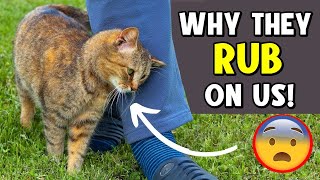 What Does It Mean When a Cat Rubs Against You? 😺 It Might Surprise You!