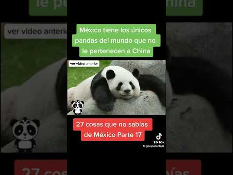 México tiene los únicos pandas del mundo que no le pertenecen a China 🐼🐼🐼🇲🇽🇲🇽🇲🇽 #shorts @coyoacantops