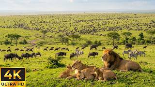 4K African Wildlife: The Great Migration from Tanzania to Kenya with Real Nature Sounds