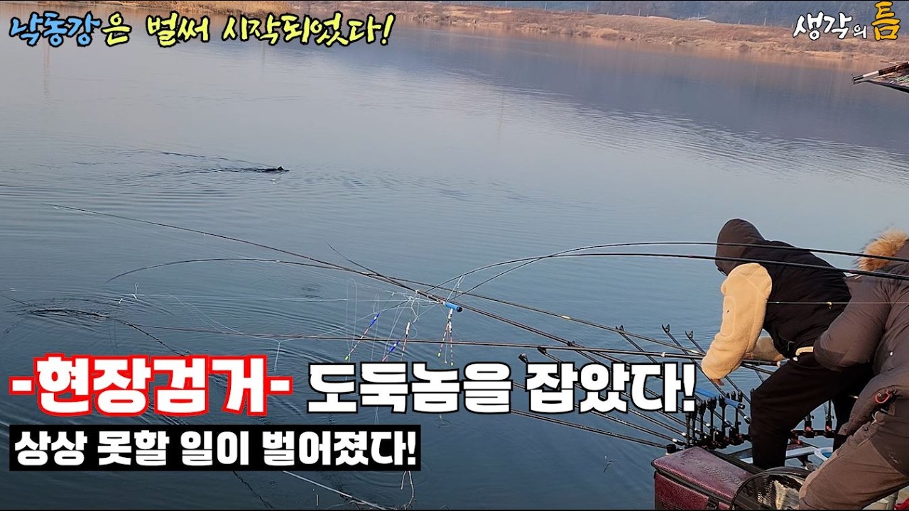 낙동강 본류... 도둑놈들이 넘쳐난다!!!