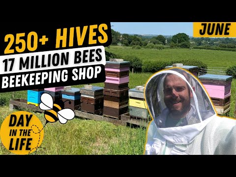 Day In The Life Of A Beekeeping Entrepreneur. June