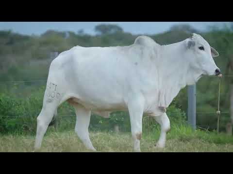 LOTE 135 - NTI 3800