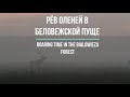 Рёв оленя благородного в Беловежcкой пуще|Roaring time in the National Park "Bialowieza forest"|