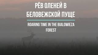 Рёв оленя благородного в Беловежcкой пуще|Roaring time in the National Park &quot;Bialowieza forest&quot;|