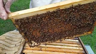 Продажа пчелосемей! Что выгоднее купить: семью или пчелопакет?