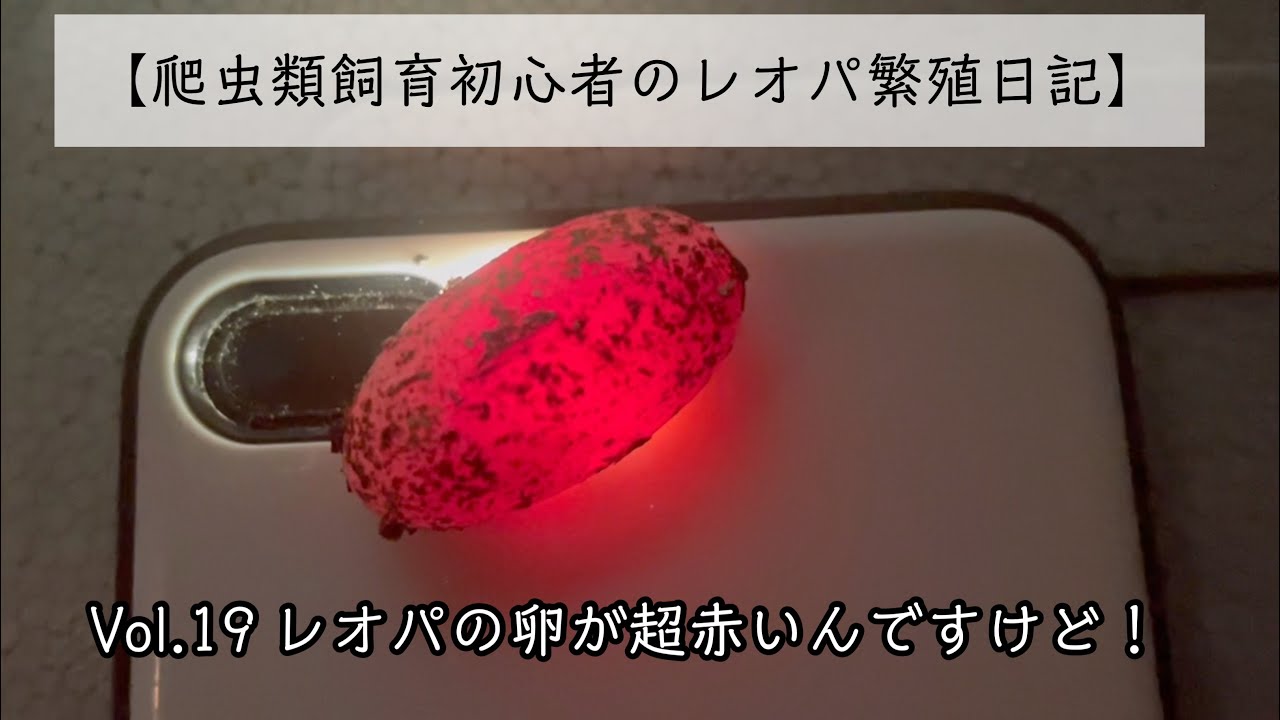 爬虫類飼育初心者のレオパ繁殖日記】Vol.19 レオパの卵が超赤いんです