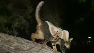 TAZZ climbing trees with his coat on by Savannah Tazz 31 views 1 year ago 3 minutes, 13 seconds