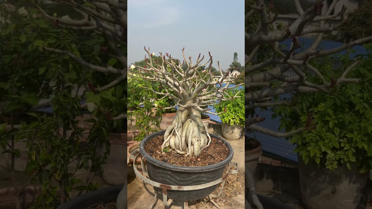 Big Adenium 