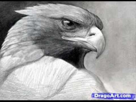 Easy steps to draw Eagle - YouTube