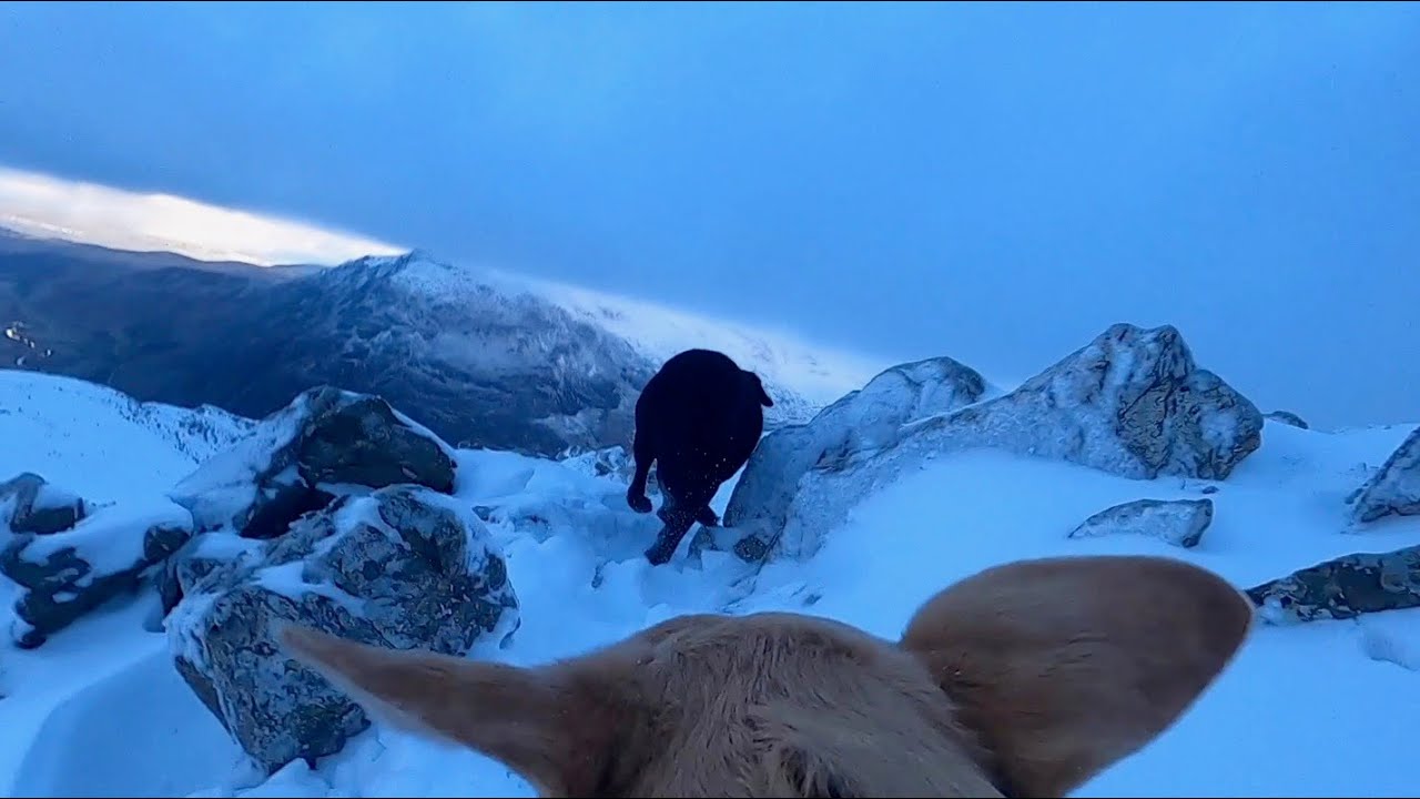 Olive and Mabel Dogs of the Mountains. YouTube