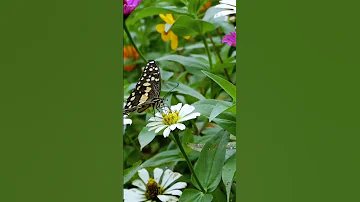 فراشة رائعة مع الزهور الطبيعية الجميلة و صوت العصافير Shorts Butterfly Flowers 