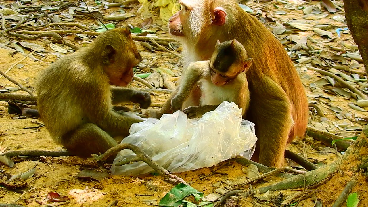 What's Lola doing Like this? Poor Princess Baby Monkey Lola! So Lovely!