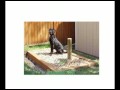 SnoutHouse! The Solution to your Dog Poop problem! SnoutHouse! The Solution to your Dog Poop problem!