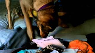 Coydog Roomba helps me Unpack my Suitcase!