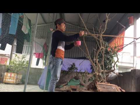 Video Cách thuần chim chích choè than - youtube