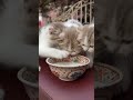 cute baby cat 🥰🥰|#trending #viral #shortvideo #cutecat| #itzzmariyam|