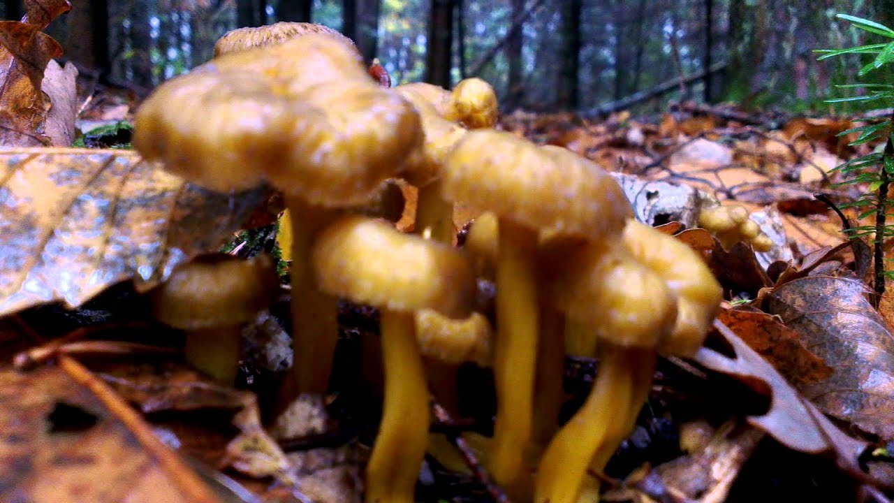 cueillette champignons chanterelles ardeche 15 novembre 2013 YouTube