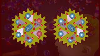 Posner molecules entanglement in brain