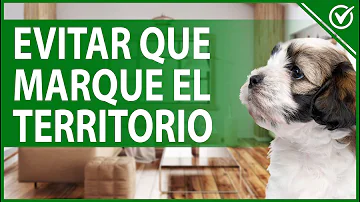 ¿Por qué mi perro marca de repente?