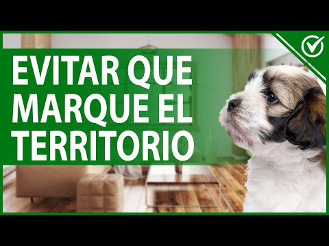 Video: Las 10 razas de perros más rápidas