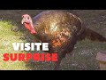 Dindon sauvage visite surprise dans notre cour  aventure oiseaux nature 4k