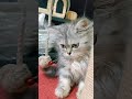 راني ميتة على قط هاكا 
