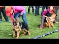 Первая выставка Щенков Немецкой овчарки. The first show of German Shepherd puppies.