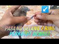 Cara Mudah Pasang Gelang Ring Di Perkutut Dewasa - Bikin Perkutut Ombyokan Jadi Tambah Ganteng