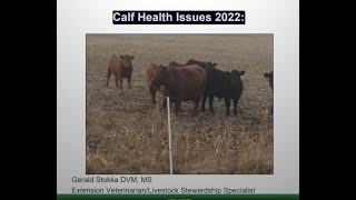 Backgrounding Cattle 2022: Calf Health Issues - Managing to Prevent the Preventable
