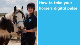 How to take your horse's digital pulse