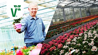 Wie entstehen verschiedene Pflanzensorten / Hinter den Kulissen - Volkers Gartenwissen