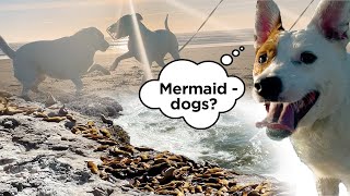 Searching for the 'Dogs of the Sea' in Newport by The Way 21 views 2 years ago 15 minutes