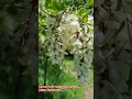 Пчеле вредно раде и беру багрем#село #pcelarstvo #pčele #србија #pčele