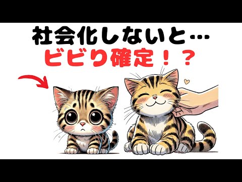 子猫の社会化：完全ガイドで成功させるコツ