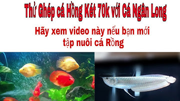 Thả Cá Hồng Két Vào Hồ Cá Rồng Ngân Long  - Cách Nuôi Cá Rồng 2020 - HS CHANNEL